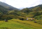 rizieres en terrasse yen bai nord vietnam