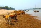 boeufs a cote de riviere