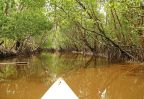 mangrove