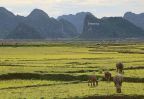 rizieres phong nha ke bang centre vietnam