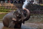 elephant eau bain trompe