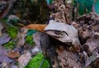 faune flore phnom kulen