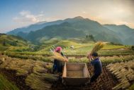 mu cang chai