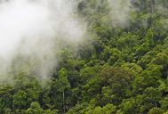 foret tropical dac lak