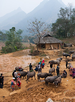 lao cai