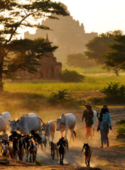 bagan