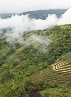 bac ha