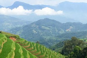 Rizière en terrasse au Vietnam