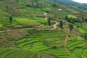 rizieres en terrasse Bac Ha