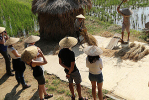 battage du riz Luang Prabang Laos
