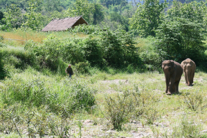 rando elephant luang prabang