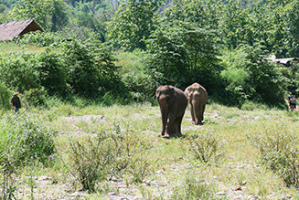 Éléphants dans leur milieu naturel