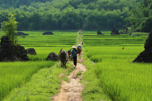rizières Mai Hich Nord Vietnam