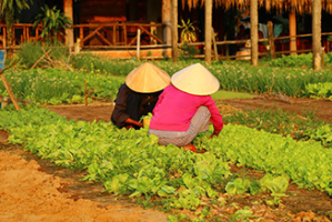 Jardin Hoi An Tra Que