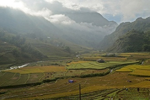 riziere en terrasse tam coc ninh binh