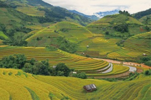 Rizières en terrasse Nord Vietnam