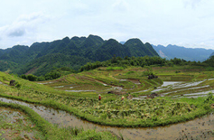 Rizière en terrasse Pu Luong