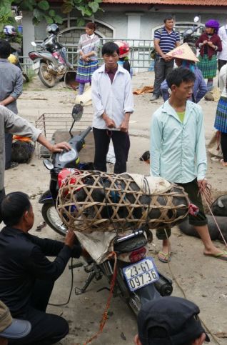 marche local hoang su phi