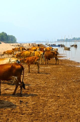 boeufs a cote de riviere