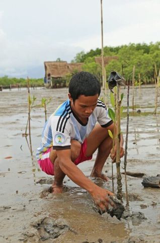 plantation mangroves