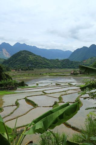 rizières en terrasse pu luong vietnam