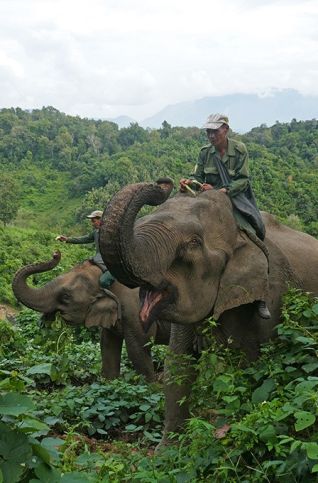 elephants et cornacs