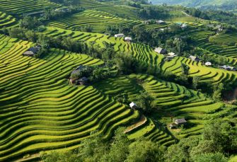 rizières terrasses hoang su phi