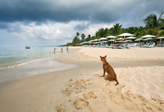 chien crete phu quoc