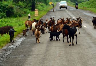 Campagne Plateau des Bolovens Voyage Laos