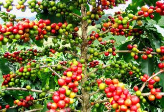 Plantation Café Plateau des Bolovens Voyage Laos