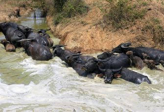 Campagne Preah Vihear