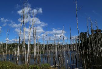 forets inondees pics de bois