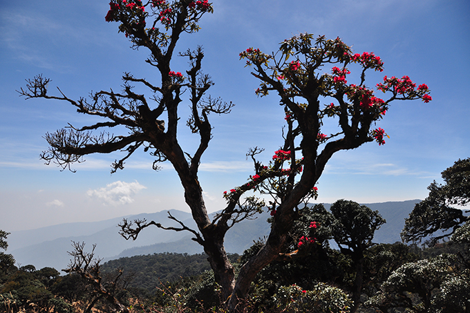 Faune et flore riches Birmanie