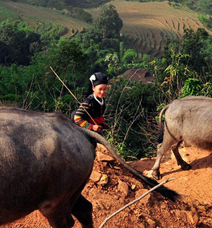 vie lolo noir vietnam