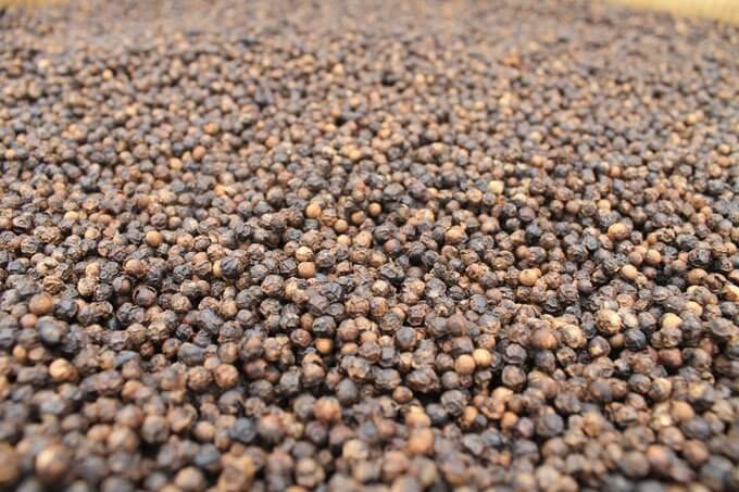 poivre noir phu quoc