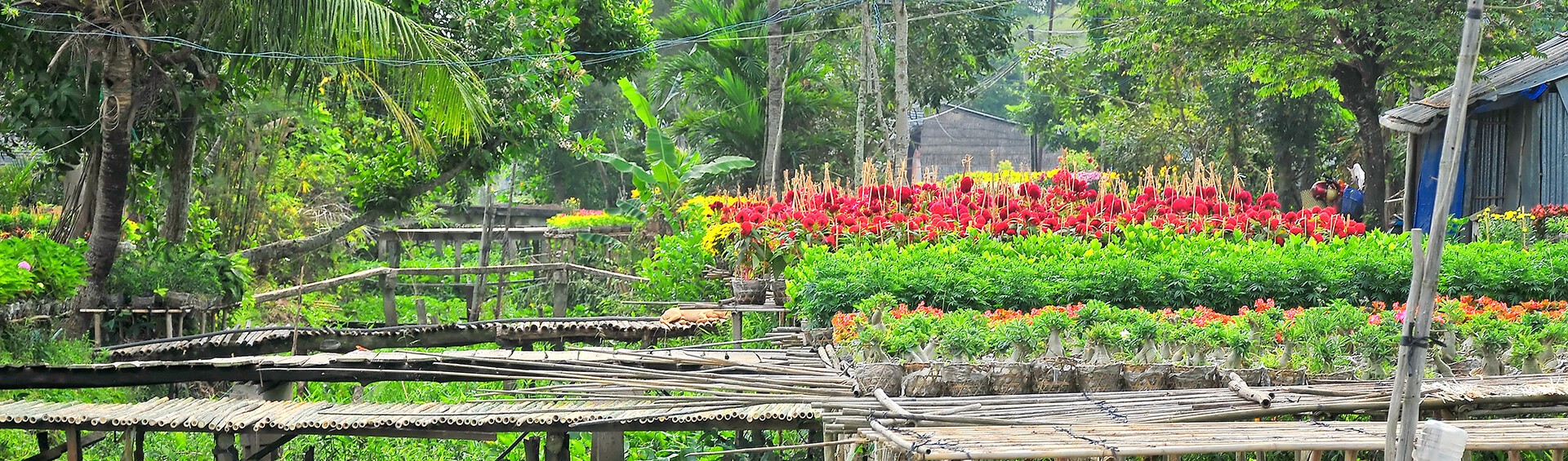 jardin fleurs Sa Dec Vietnam