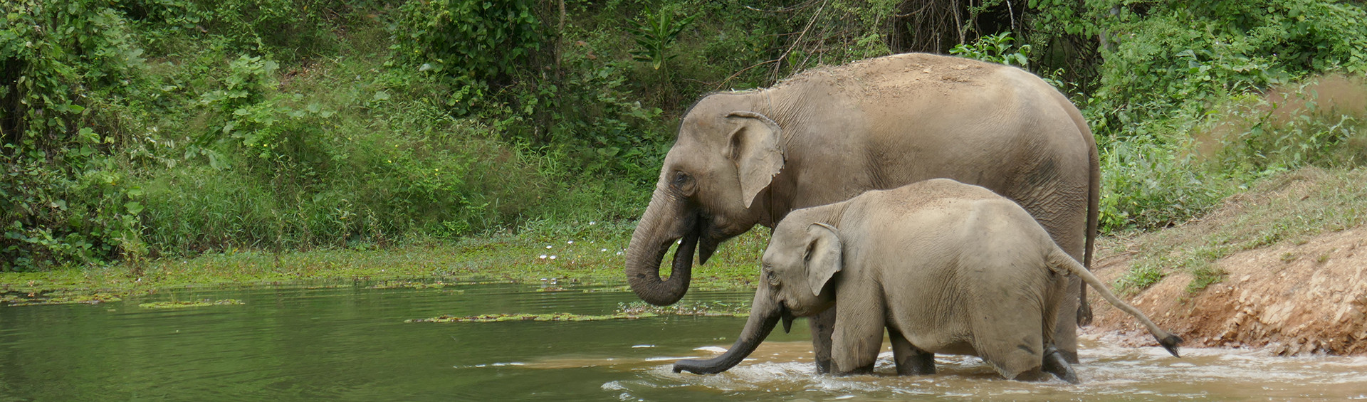 elephants laos