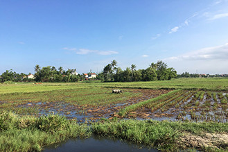 campagne hoi an