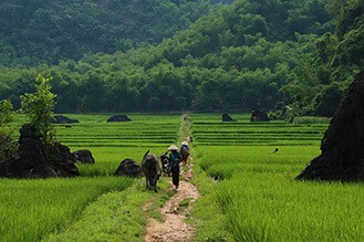 Mai Hich Mai Chau