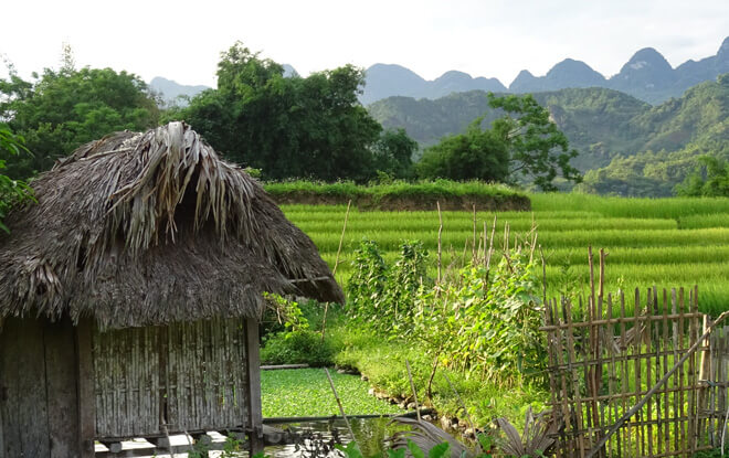 Maison en bois sur la rizière à Ha Giang 