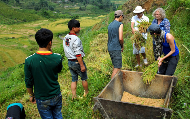 Récolte du riz aux champs