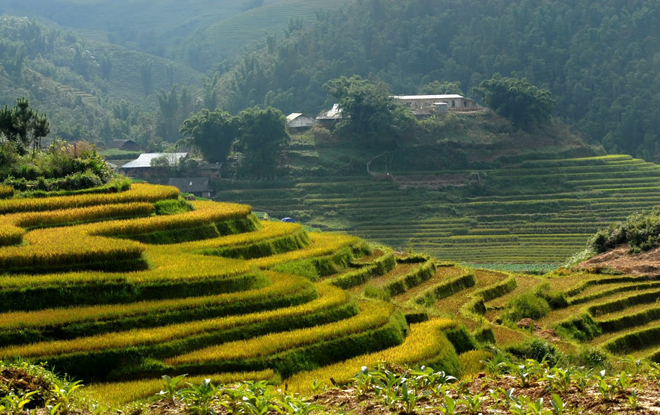 Rizières en terrasse au Nord du Vietnam 