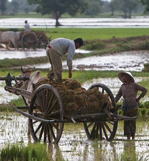 campagne de kampot cambodge
