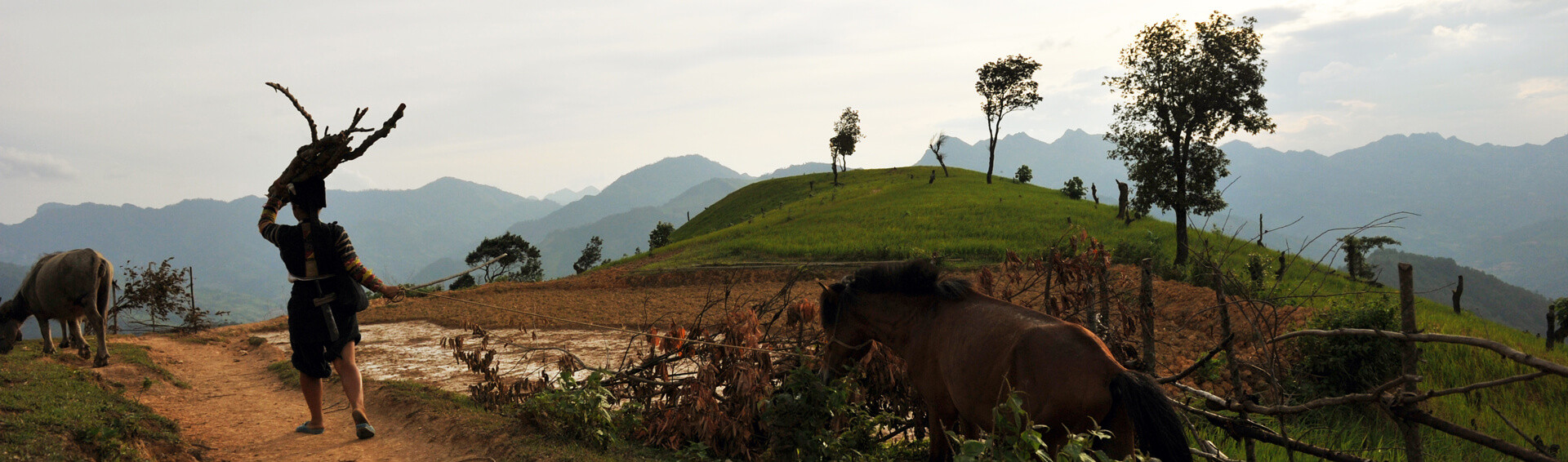 lolo vietnam cheval paysage