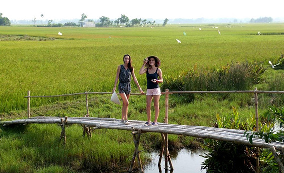 Au milieu des rizières vertes