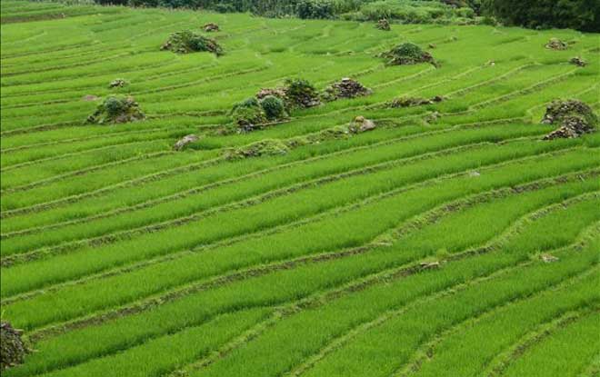 Rizières en terrasse au Nord du Vietnam