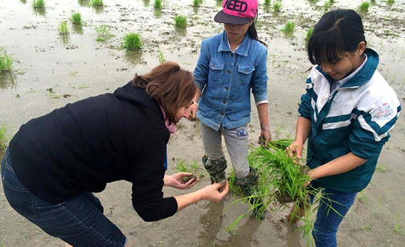 Apprendre à repiquer du riz ...