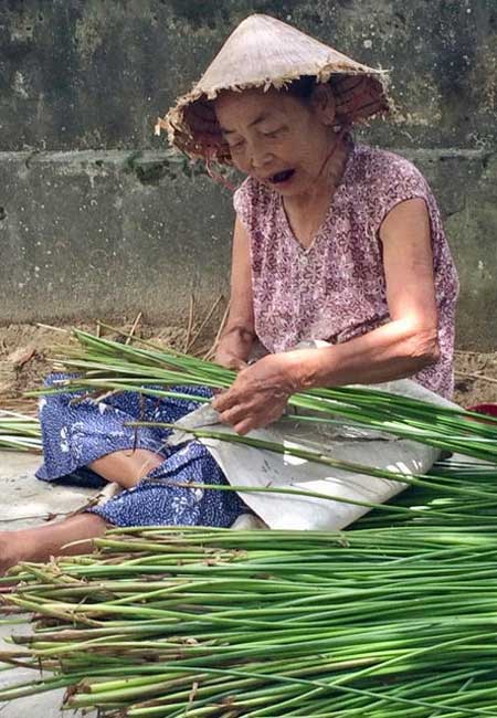 Vieille femme aux dents teintées par la chique de betten sur l'île Calm Kim à Hoi An : elle prépare des tiges pour tisser des nattes.