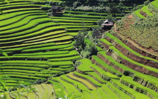 Les rizières en terrasse