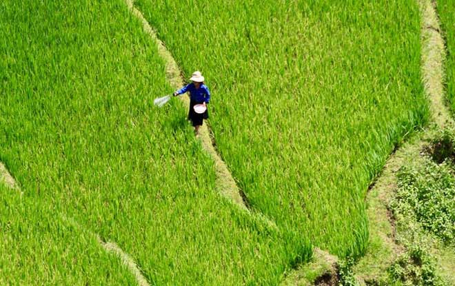Saison verte au Nord du Vietnam